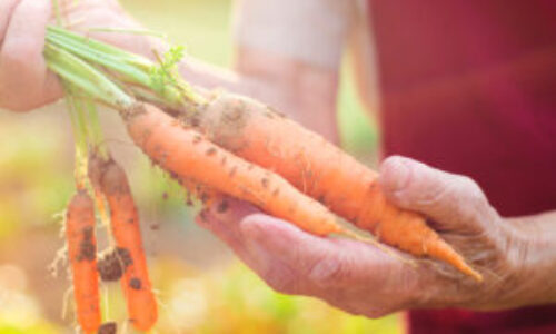 Local Farms
